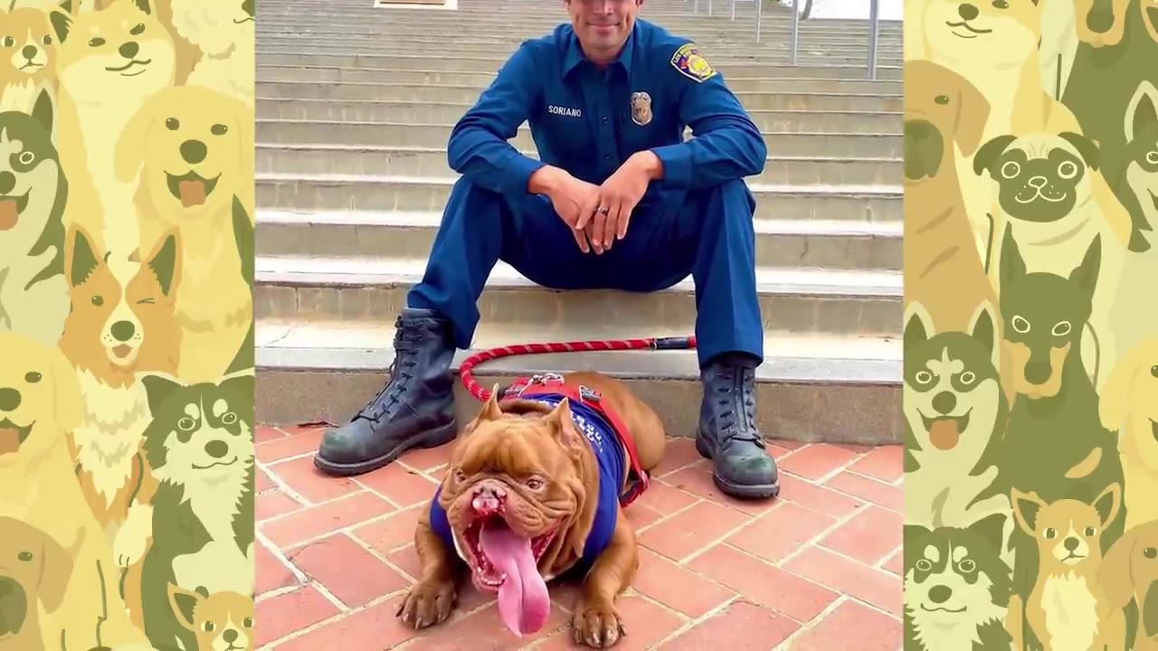 A firefighter in a blue uniform sits on concrete steps with a brown bulldog wearing a blue vest lying on the brick ground in front of him.
