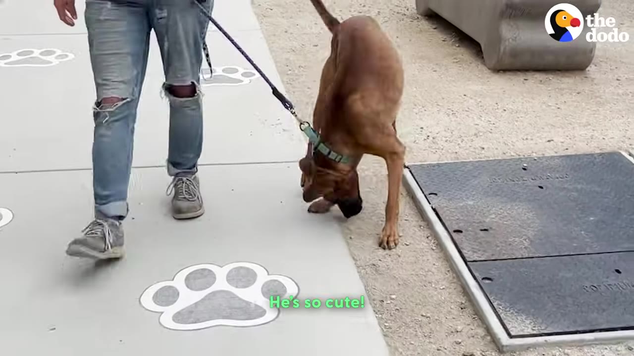 A brown dog on a leash sniffing the ground while being walked by a person in ripped jeans on a sidewalk with painted paw prints.