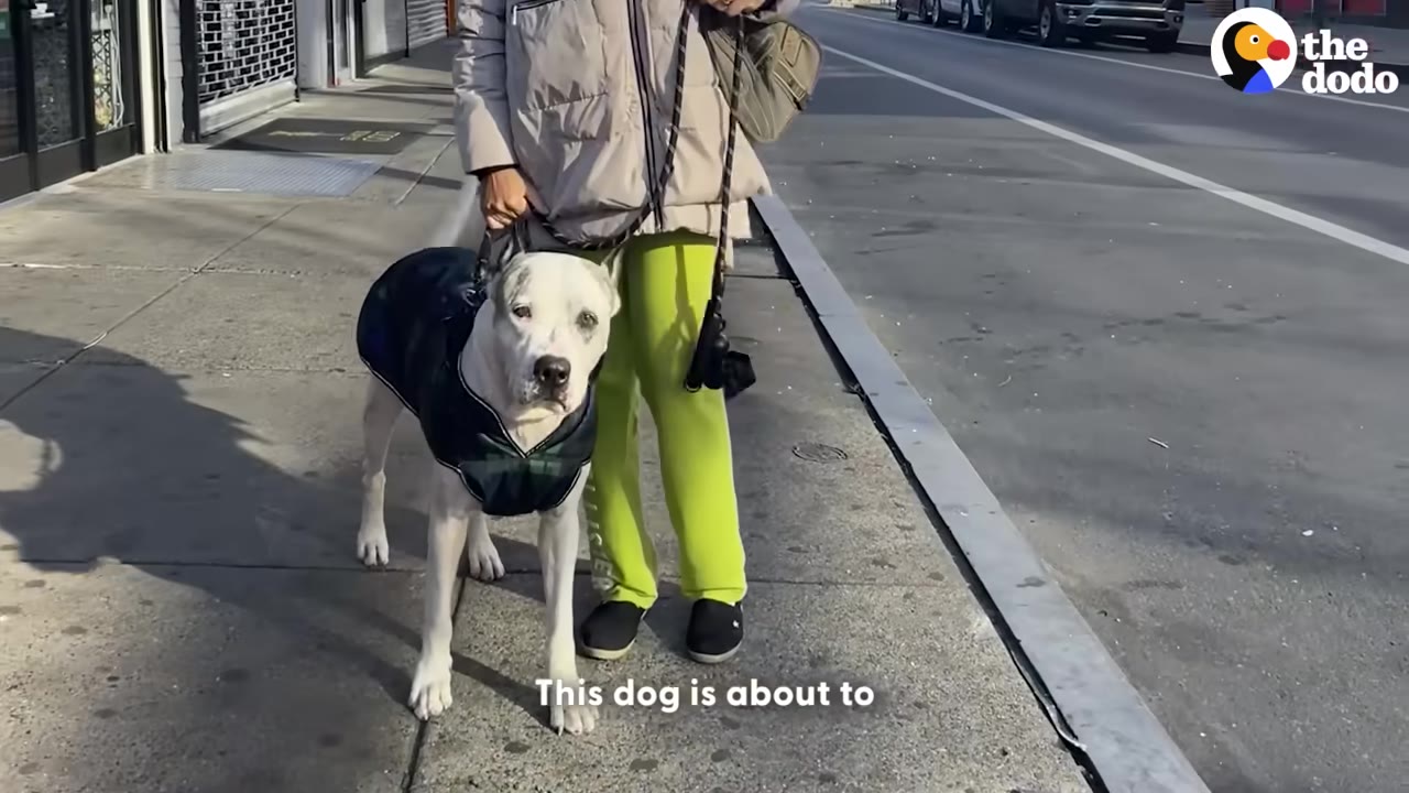 A white dog wearing a dark coat stands on a city sidewalk next to a person in bright green pants.
