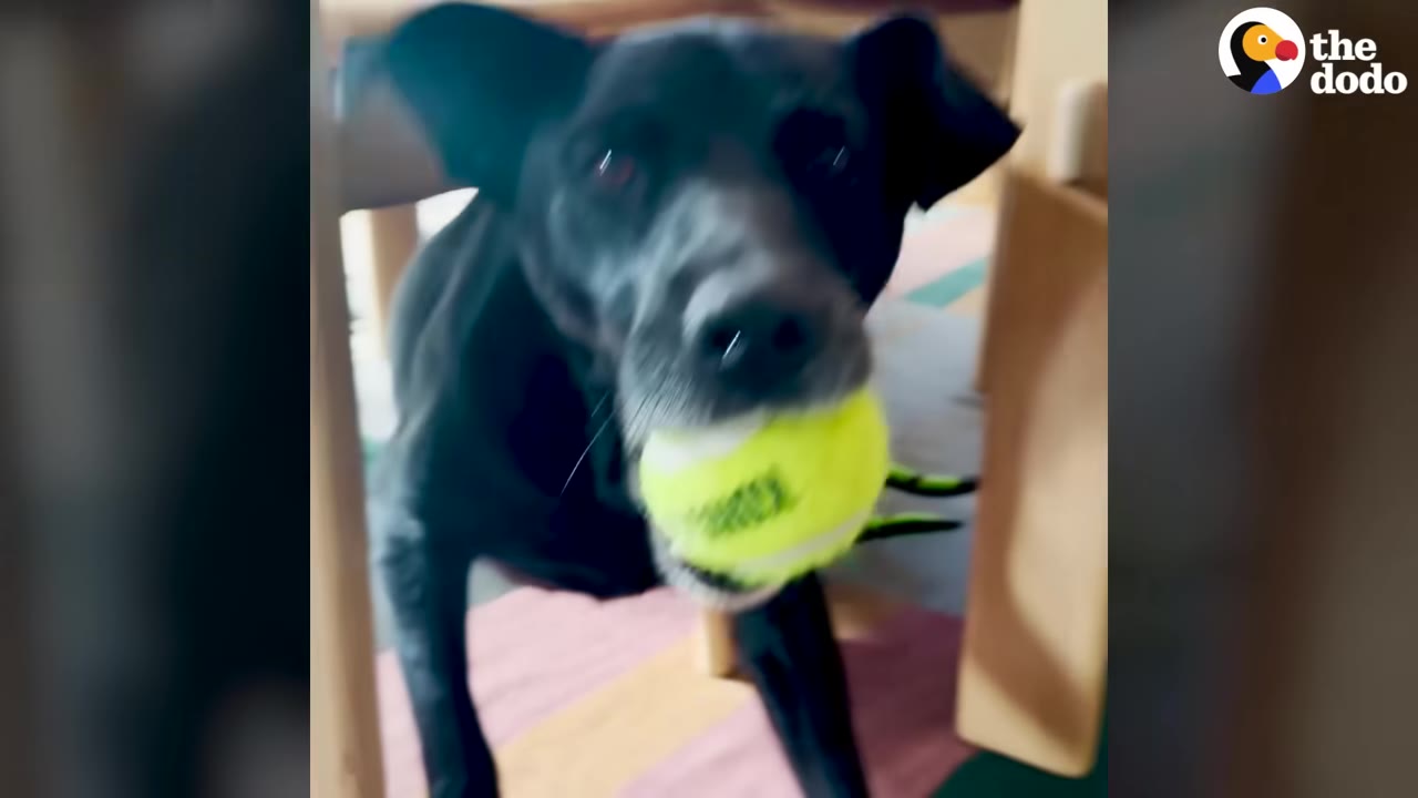 A close-up shot of a black dog looking directly at the camera with a bright yellow tennis ball held in its mouth.