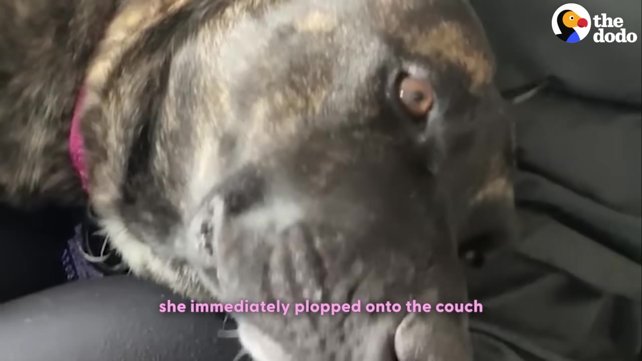 A close-up of a brindle dog resting her head on a dark couch.