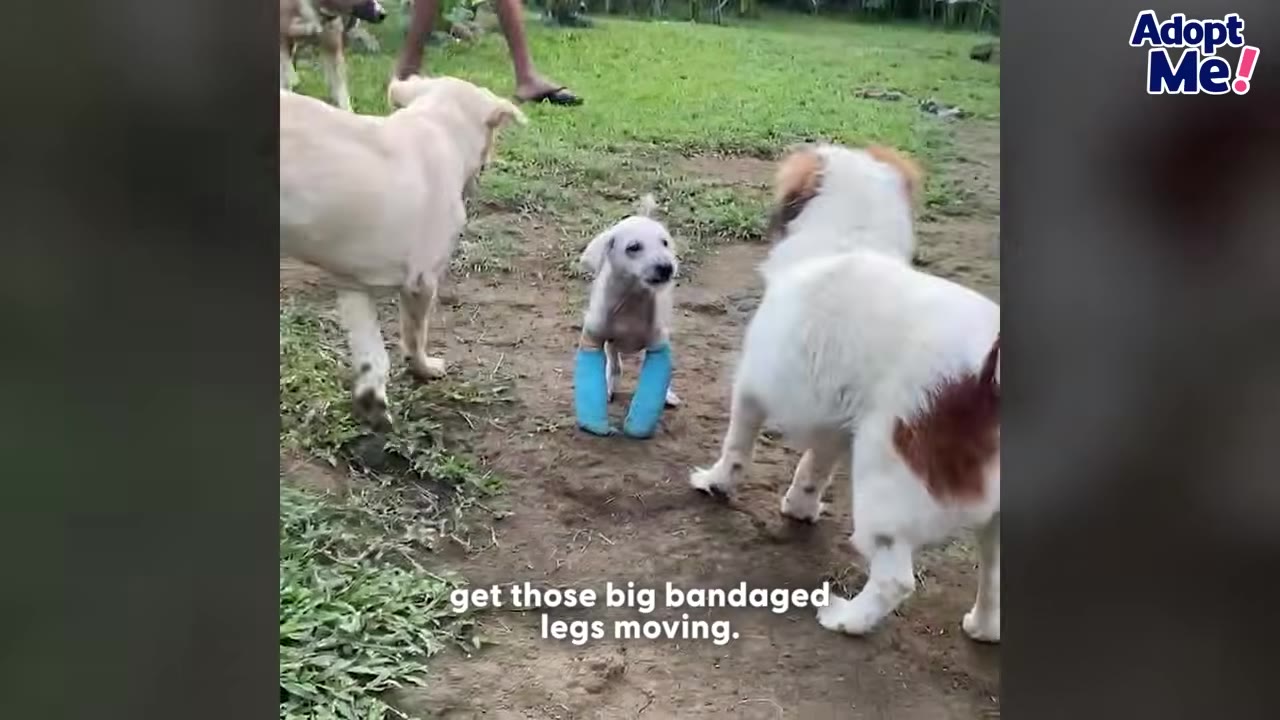 A small, light-colored puppy stands on a dirt path with both front legs wrapped in thick blue bandages, surrounded by other dogs.