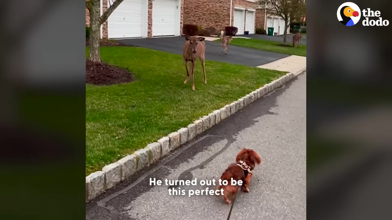 A small brown dog on a leash walks along a paved street, looking towards a deer standing on a green lawn in front of townhouses.
