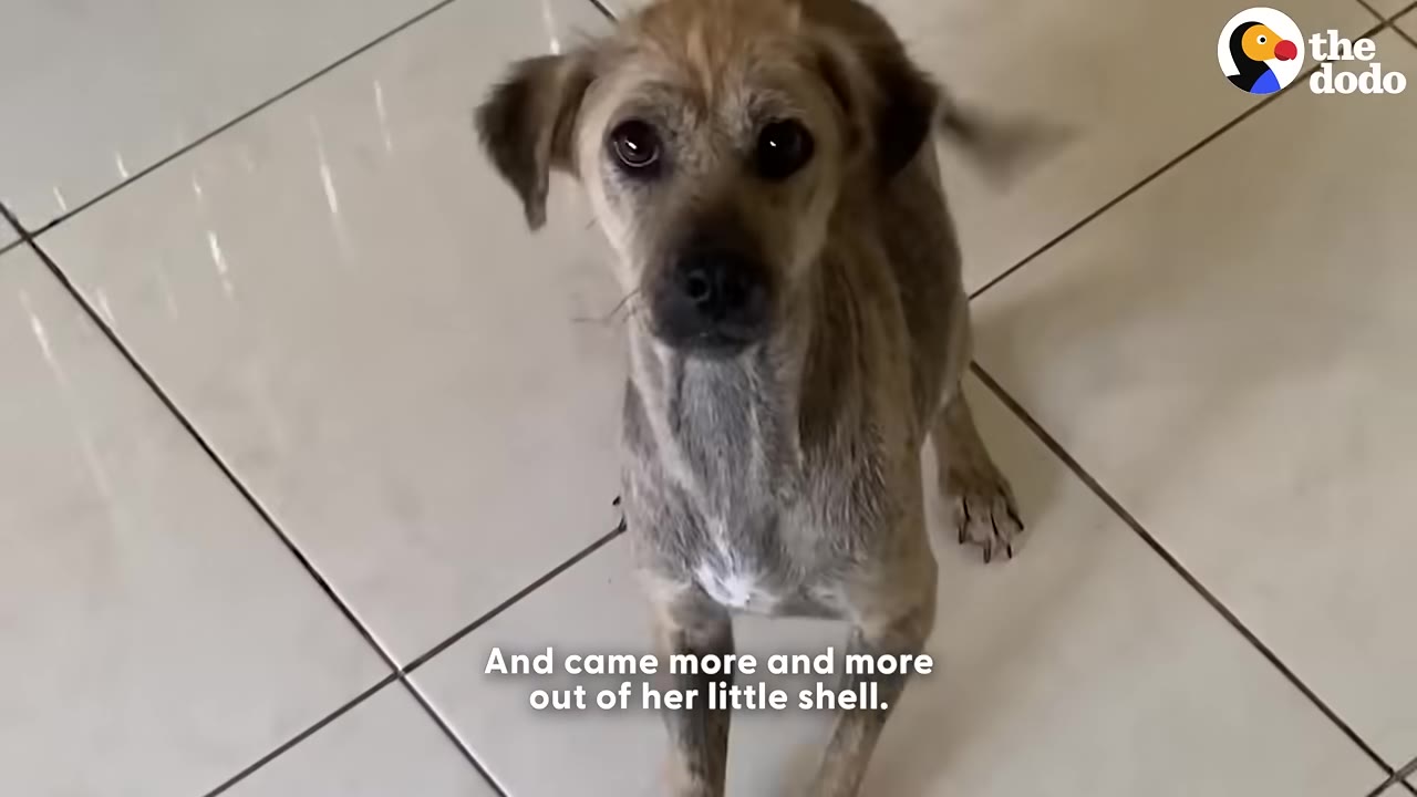 A light brown dog with growing fur stands on a tiled floor, looking up with alert eyes.