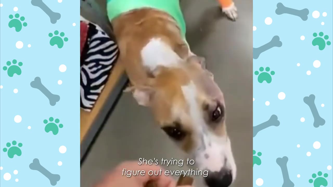 A tan and white dog without a medical cone looking up alertly at a hand holding a treat.