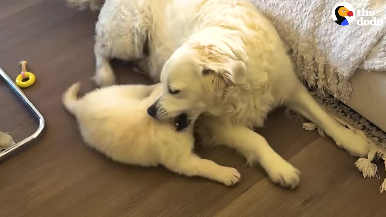 An adult golden retriever gently plays with a golden retriever puppy on a wooden floor.