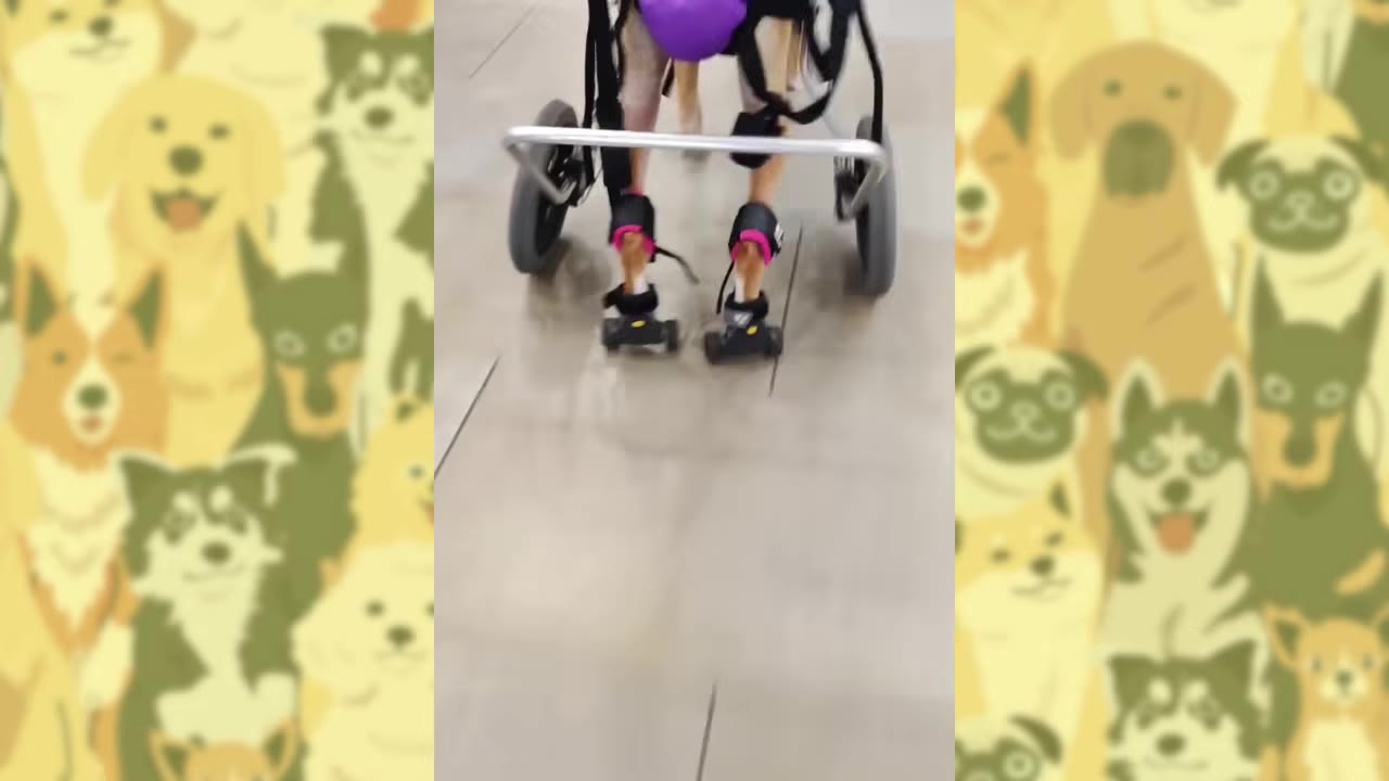 A close-up shot from behind of a dog's hind legs supported by a wheeled mobility harness as it walks on a smooth floor.