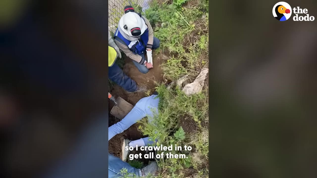 An overhead shot of a person in blue jeans crawling headfirst into a narrow dirt hole in the ground, while another person wearing a white hard hat and blue vest kneels nearby to assist.