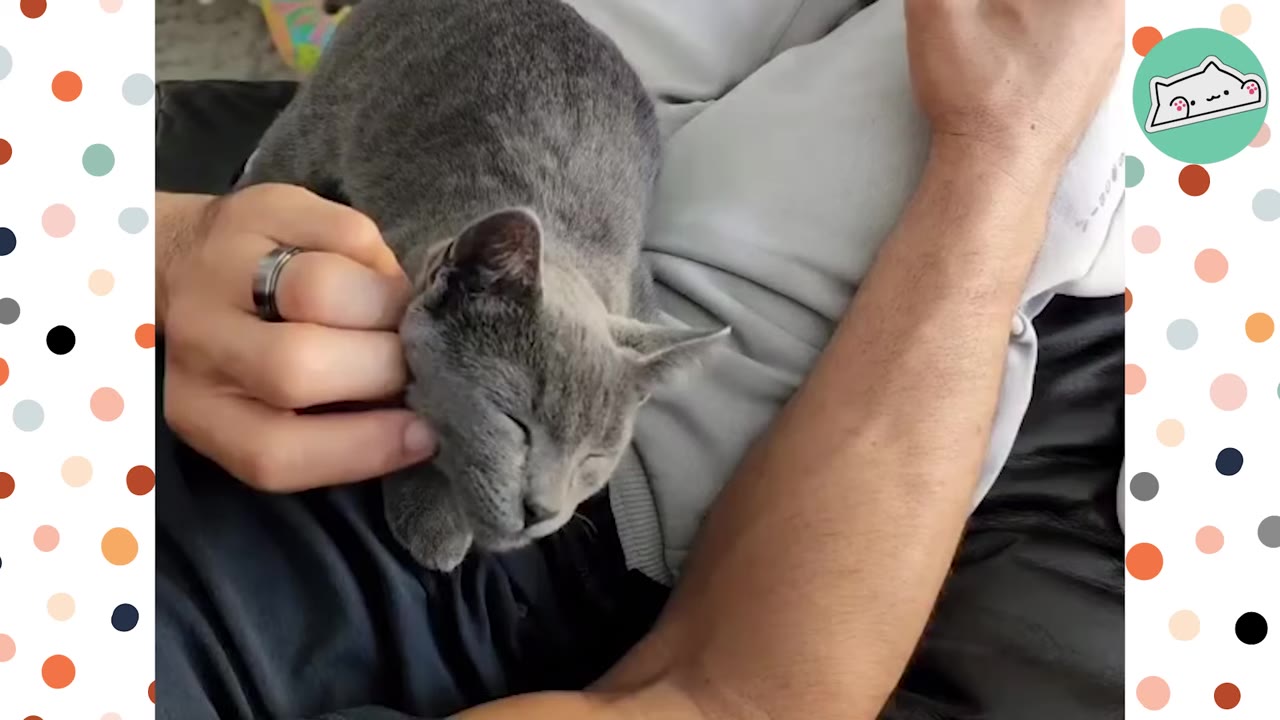 A small grey kitten rests contentedly on a person's lap while being gently petted on the cheek.