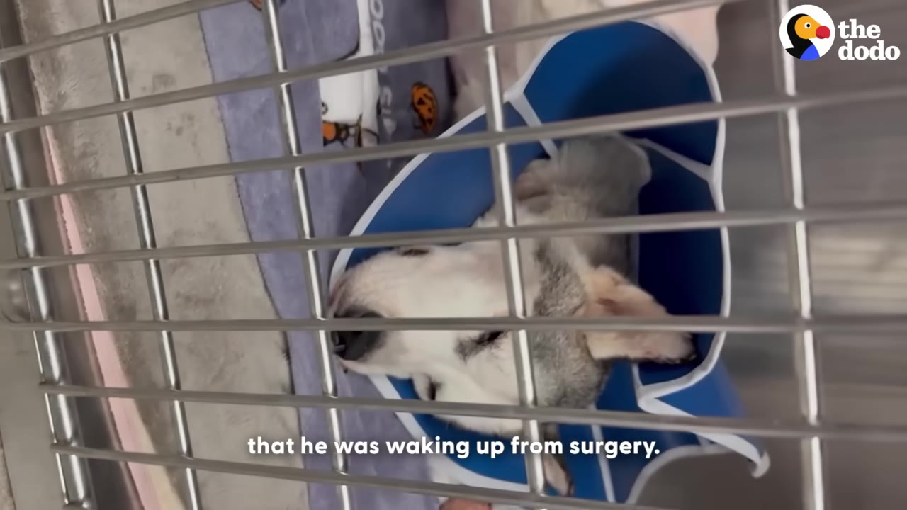 A husky dog wearing a blue protective cone lies inside a metal cage, waking up after surgery.