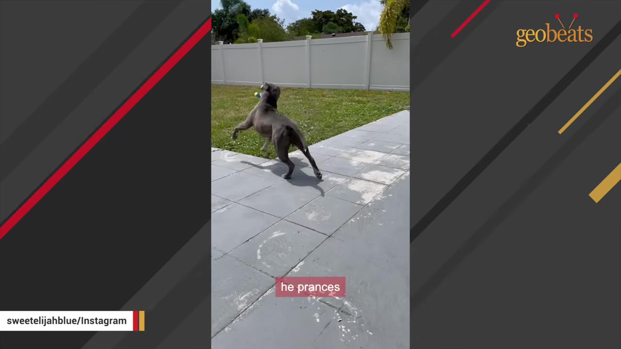 A gray dog playfully prancing on a tiled patio in a backyard with a toy in its mouth.