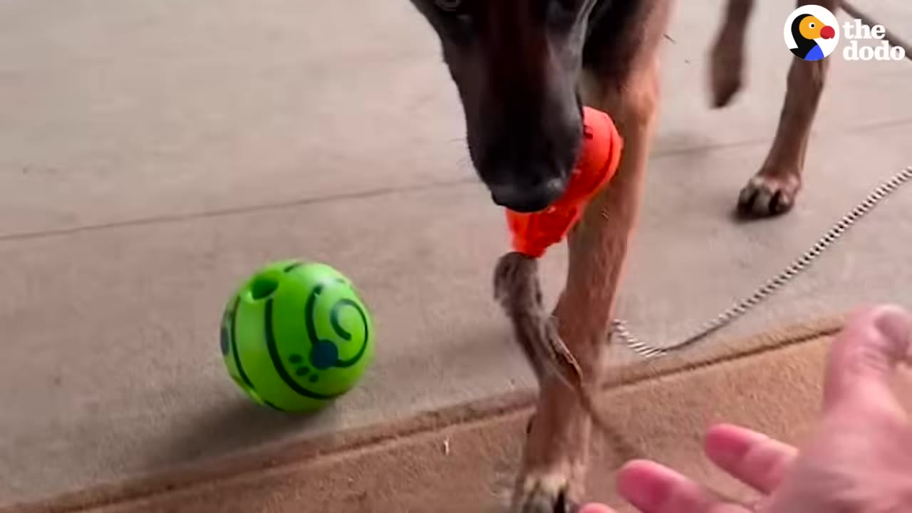 A close-up of a brown dog holding an orange toy in its mouth, with a green ball on the ground nearby.