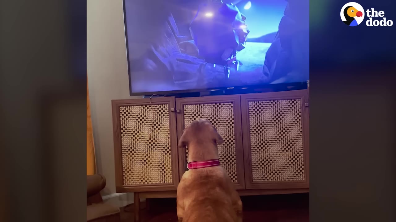 A brown dog wearing a pink collar sits on the floor, facing away from the camera, intently watching a television screen displaying a video.