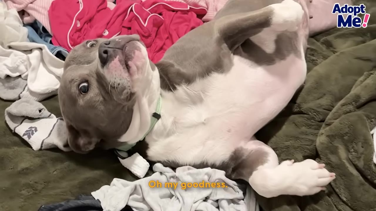 A grey and white dog lies on its back on a bed covered with laundry, looking up with wide, curious eyes.