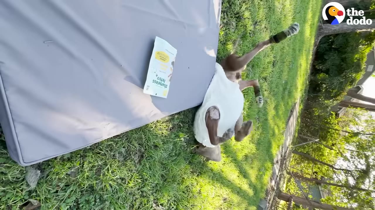 A dog wearing a white shirt rolls happily on its back in the green grass next to a grey dog bed.