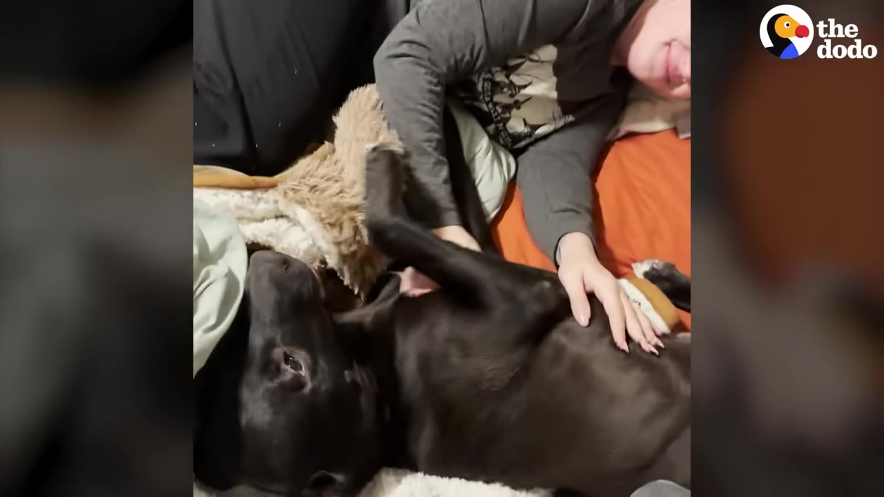A black dog lies on its back on a bed while a person gently pets its chest.