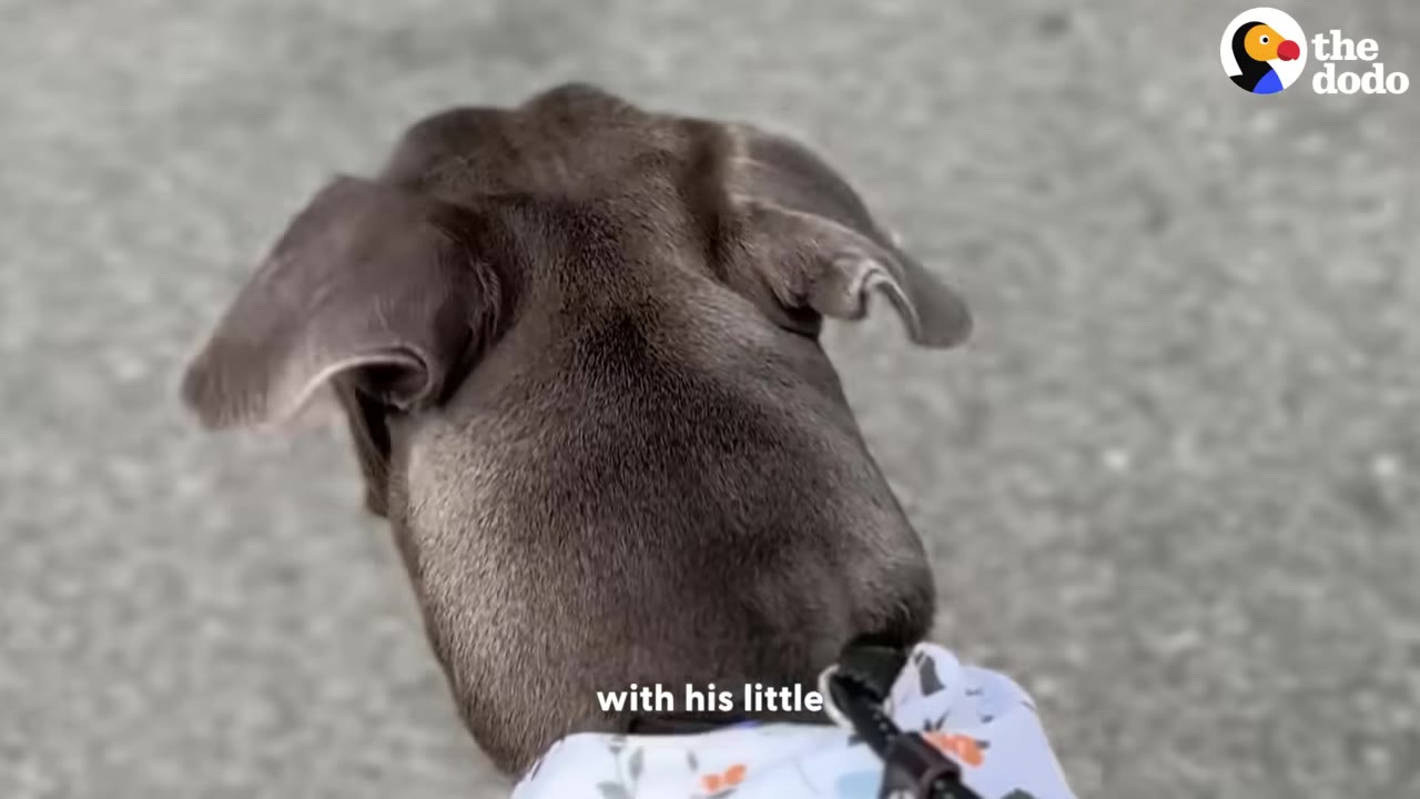 A close-up shot from behind of a grey dog's head, showing its uniquely folded ears.