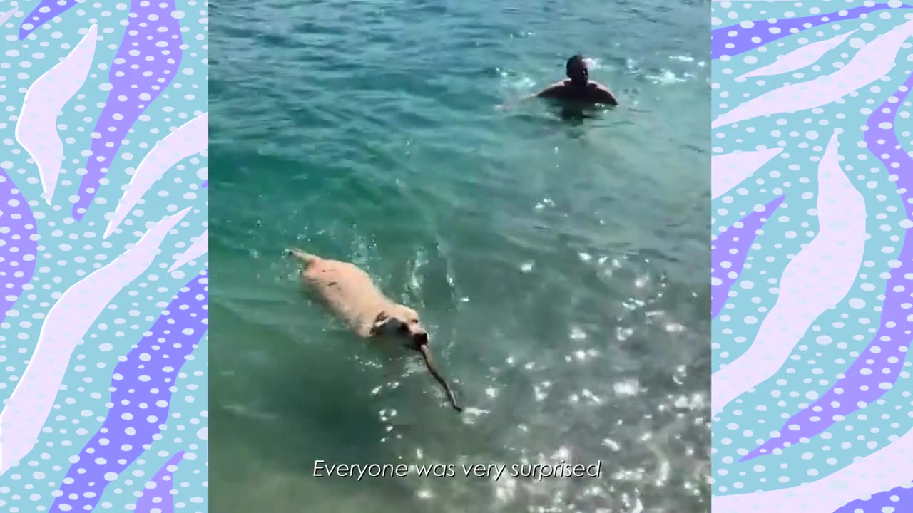 A yellow Labrador swims in clear blue water carrying a stick in its mouth, while a man watches from a distance, with the text 'Everyone was very surprised' overlaid at the bottom.