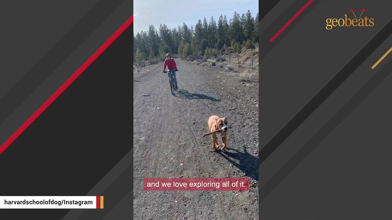 A brown and white dog runs down a dirt path carrying a stick in its mouth, followed by a person riding a bicycle.
