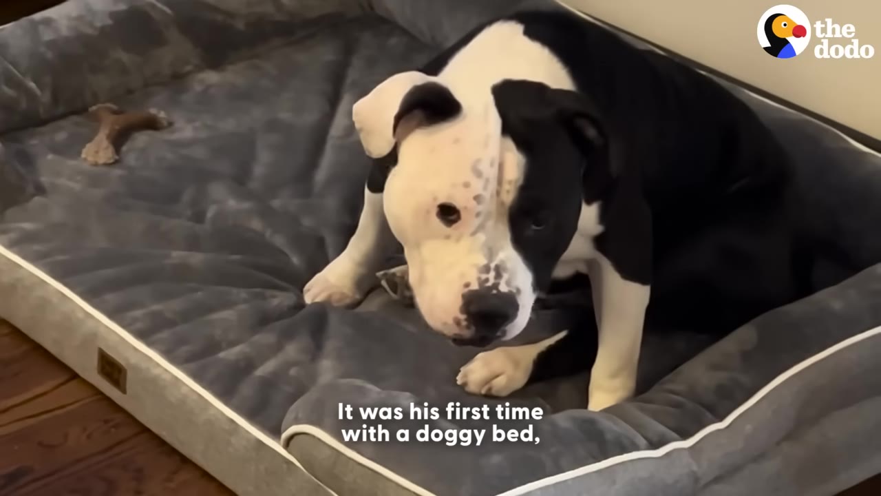 A black and white dog sitting cautiously in a large grey dog bed.
