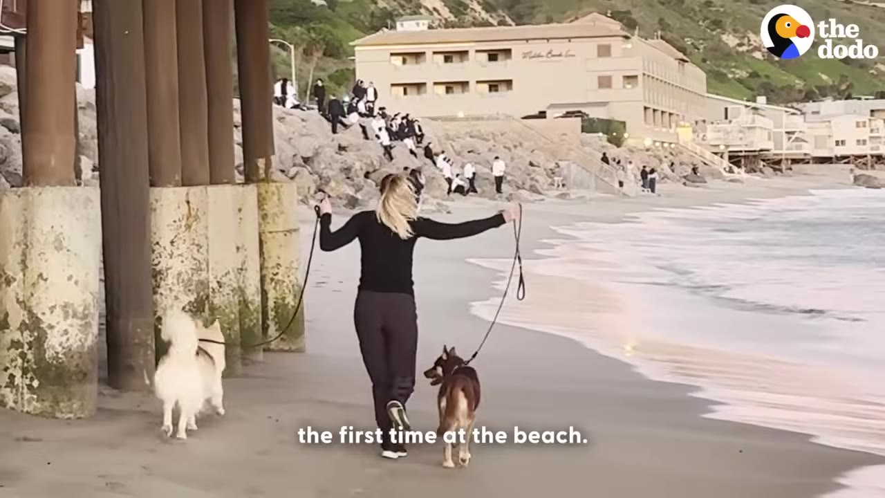 A woman walks two dogs on leashes along a sandy beach near ocean waves and a pier.