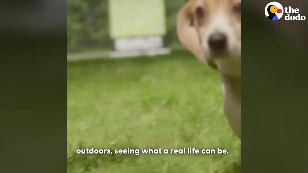 A close-up of a beagle dog looking curiously at the camera while standing on a green grassy lawn outdoors.