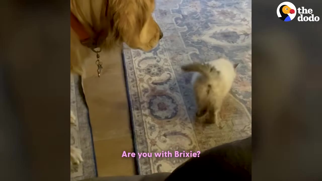 A golden retriever looks down at a small white kitten walking on a patterned rug.