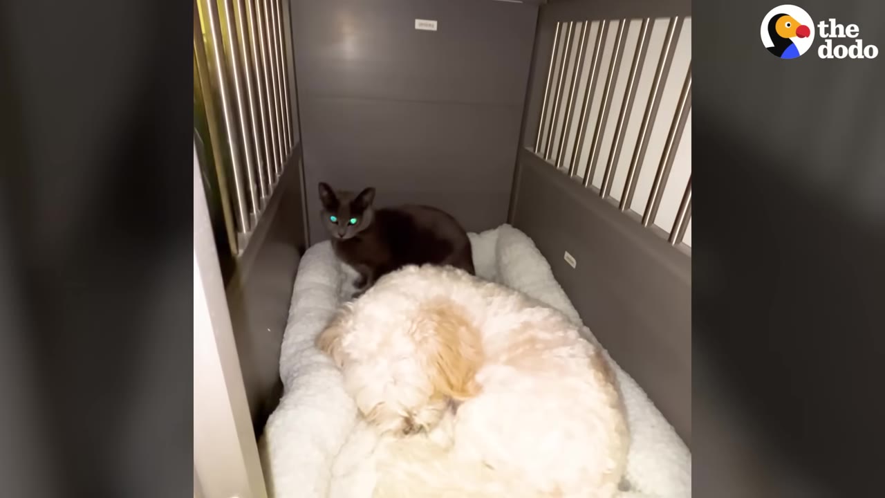 A dark grey cat sits inside a large crate behind a fluffy white dog curled up on a white pet bed.