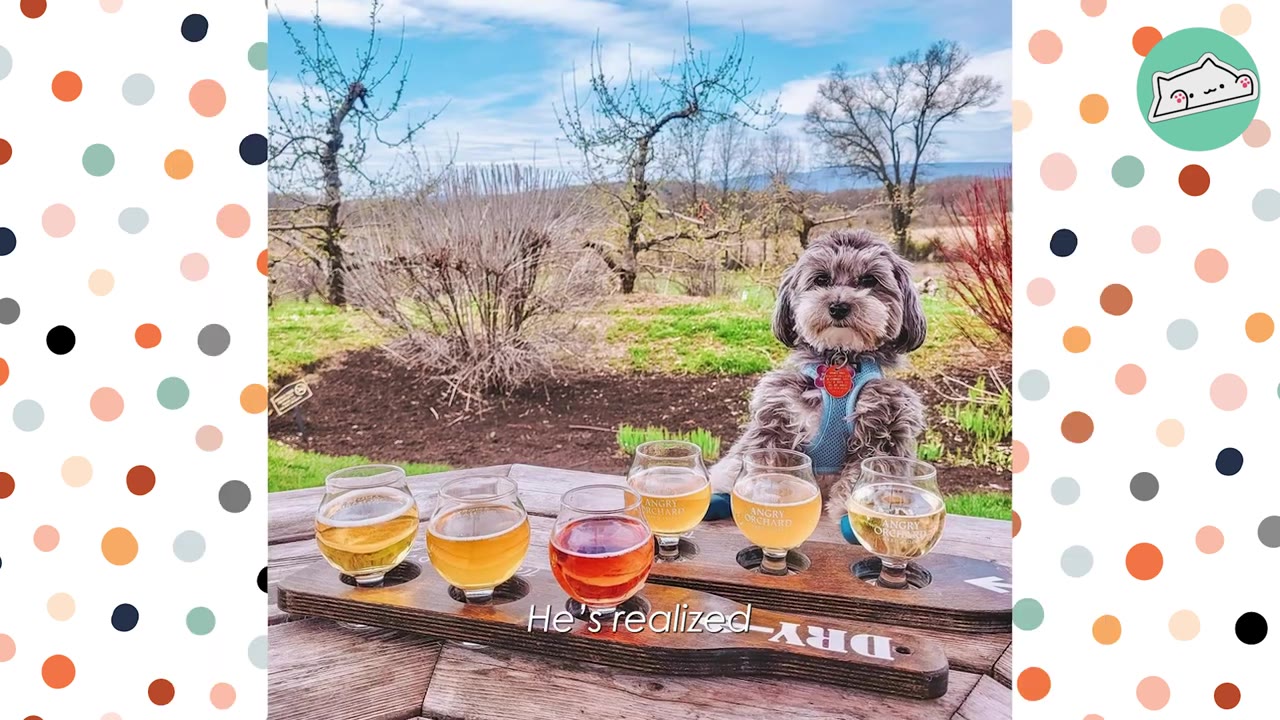 A small, fluffy grey dog wearing a blue harness sits behind a wooden flight of five glasses filled with different colored ciders on an outdoor table, with an orchard and blue sky in the background.