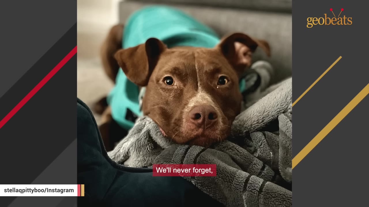 A brown pit bull wearing a teal coat rests her chin on a gray blanket and looks directly at the camera with wide, gentle eyes.