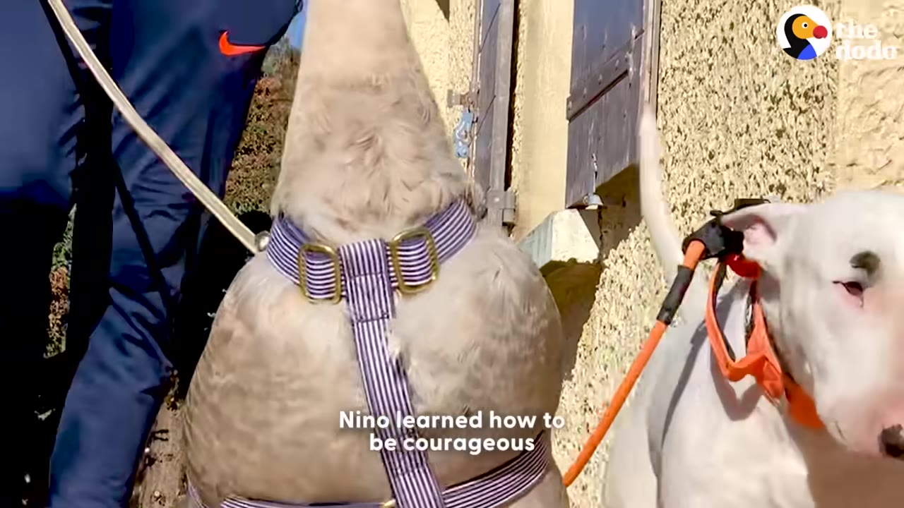 A close-up shot of a goose wearing a purple and white striped harness next to a white bull terrier on an orange leash.