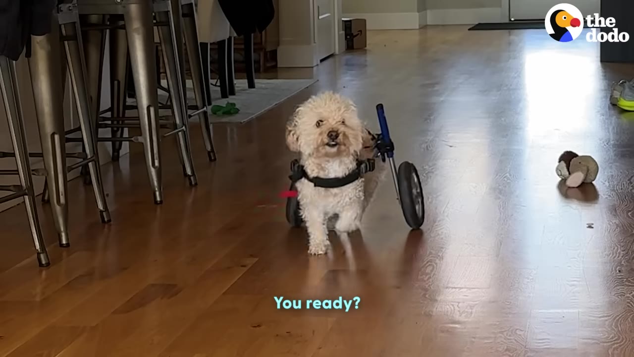 A small, fluffy white dog in a blue-and-black two-wheeled cart walks forward on a wooden floor, looking directly at the camera with a bright expression.