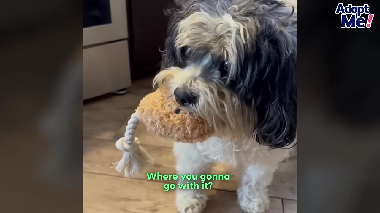 A fluffy black and white dog holding a plush squeaky toy with a rope in its mouth, standing on a wooden floor.