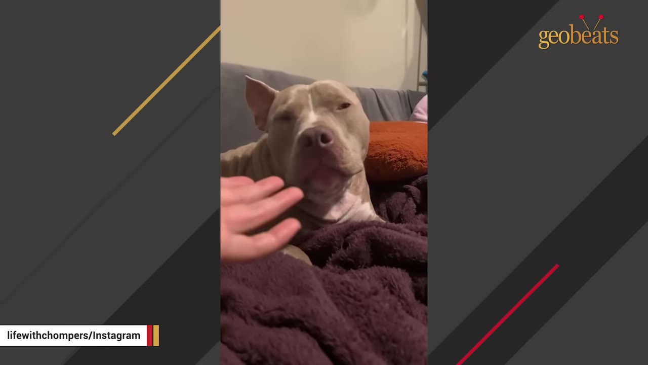 A tan and white pit bull lies quietly on a couch with a purple blanket, looking calmly towards the camera as a hand gently reaches out to pet him.