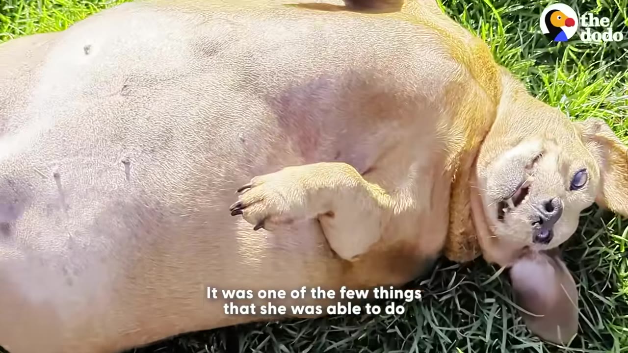 A close-up shot of a small, light brown dog lying on its back in the green grass, looking up with a happy expression.