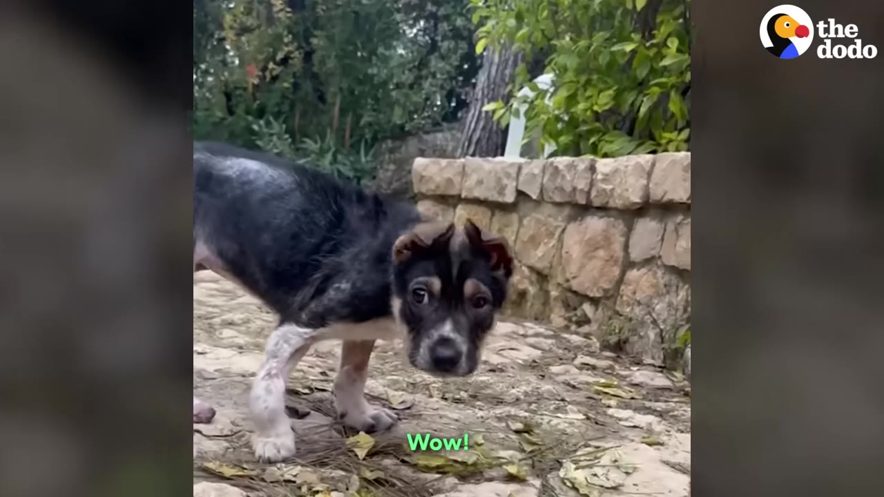 A small black and white puppy stands on a stone path in a garden, looking curiously at the camera.