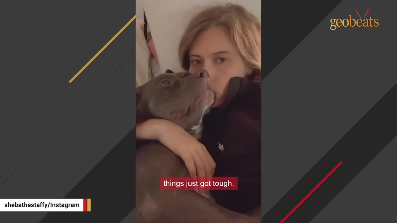 A woman lying in bed cuddling a grey Staffordshire Bull Terrier dog.