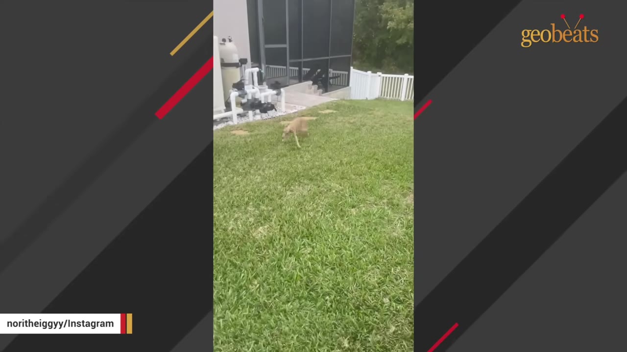A light brown Italian greyhound-mix dog running swiftly across a green grassy lawn.