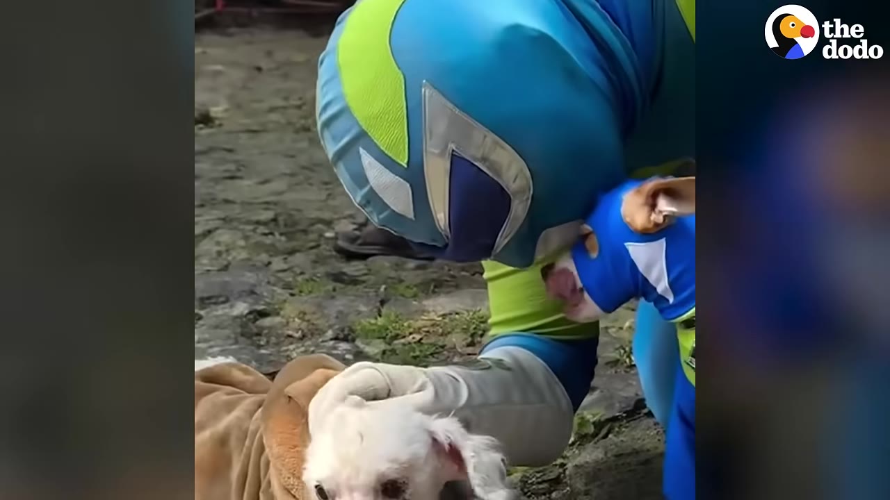 A person in a blue and green superhero costume leans down next to a small brown dog wearing a matching blue costume, while petting a small white dog on the ground.
