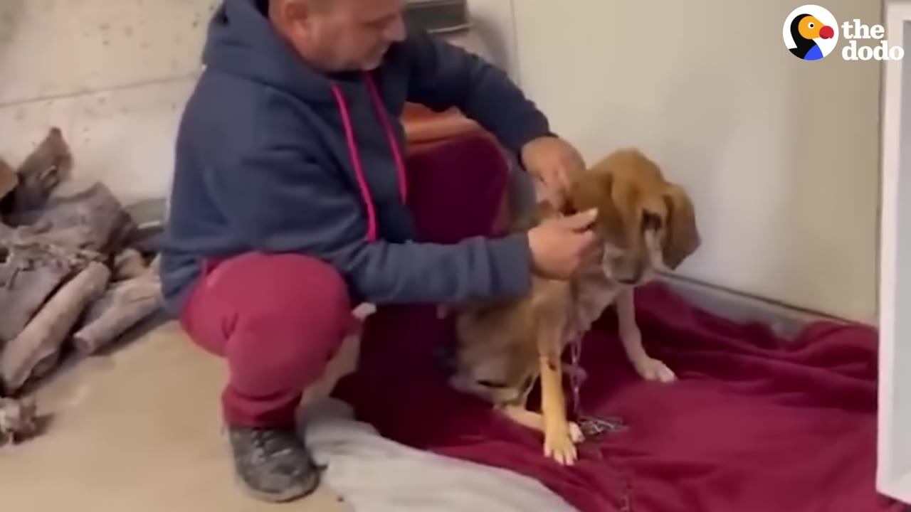 A man in a blue hoodie and red pants kneels beside a small brown dog on a red blanket, gently examining the dog's neck area.