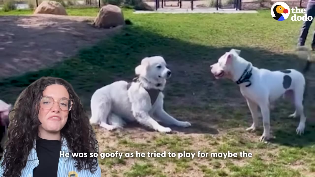 A white dog with a grey spot on its back stands on a grassy field, facing a fluffy white dog lying down, with a woman in glasses pictured in the bottom left corner.