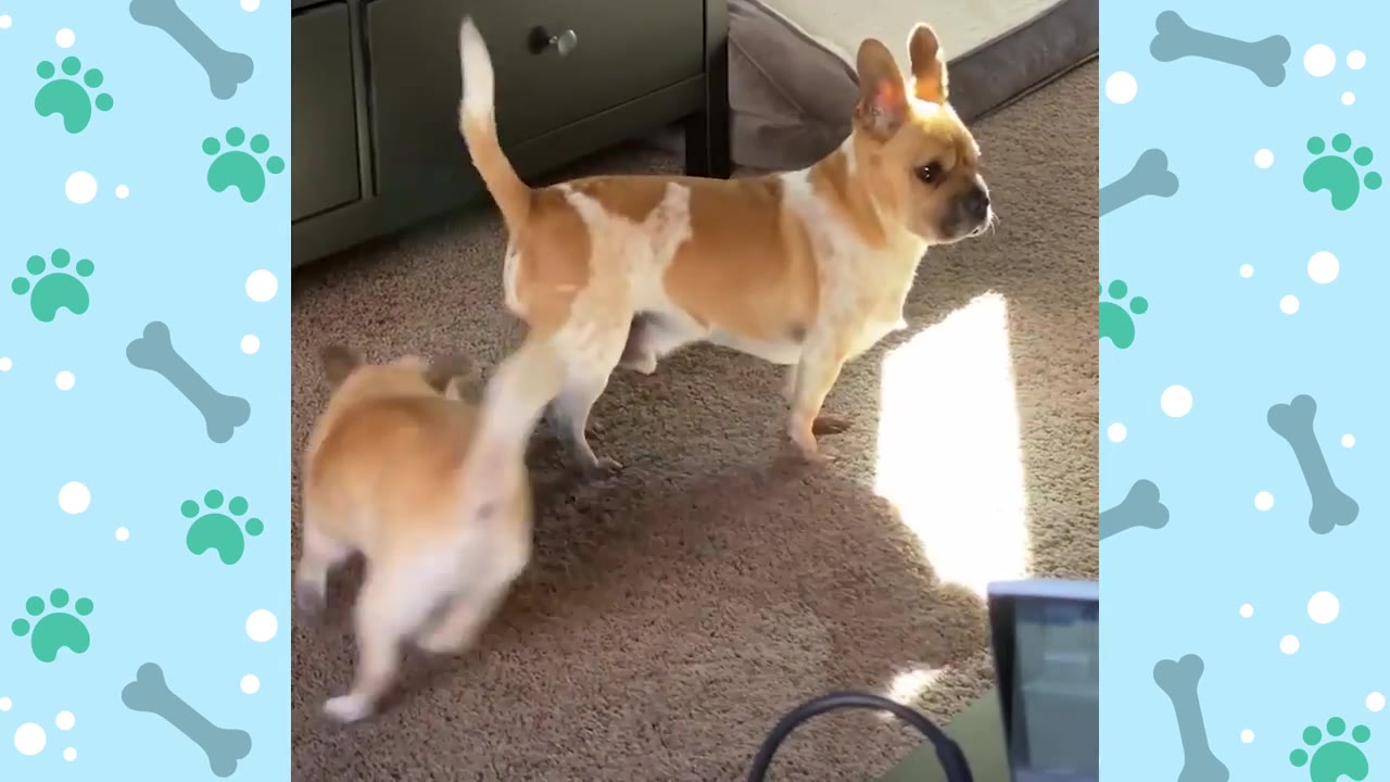 A tan and white dog stands on a carpeted floor while a smaller tan puppy runs playfully nearby.