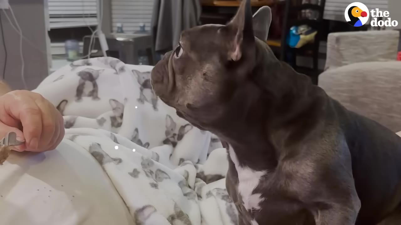 A French bulldog looks intently at a person's hand holding a piece of food.