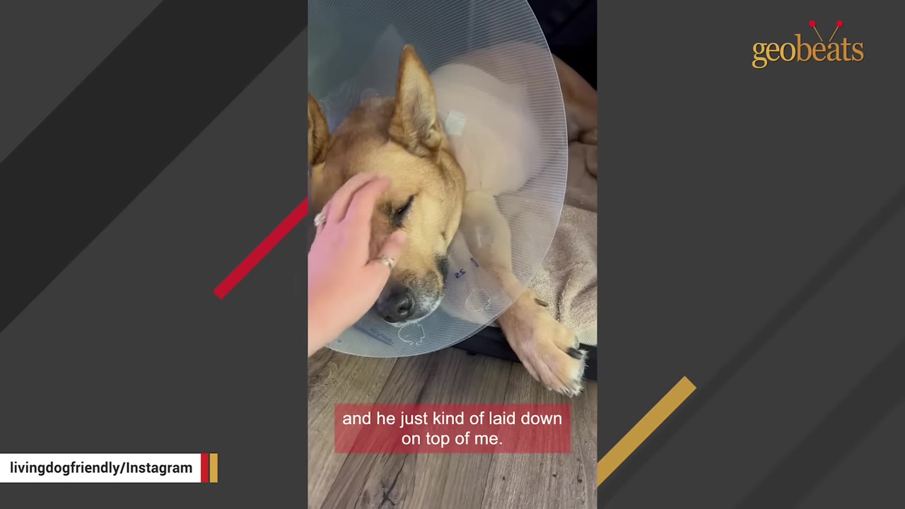 A tan dog wearing a plastic recovery cone lies on a wooden floor while a hand gently pets its head.