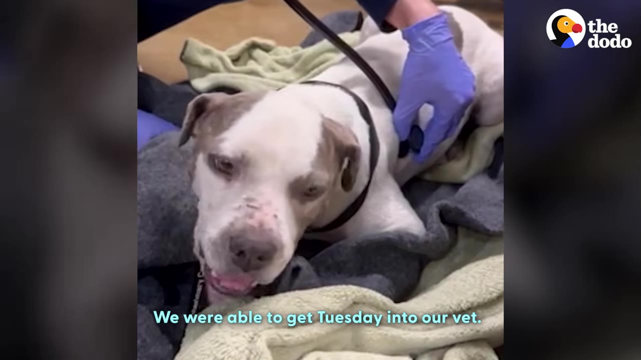 A white and grey pit bull named Tuesday lies on blankets while a person wearing a blue glove uses a stethoscope to examine her.