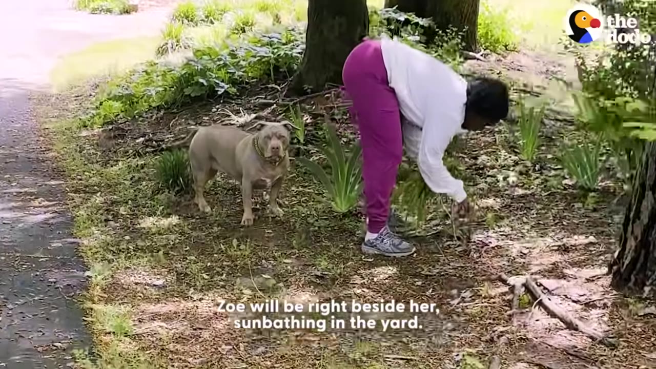 A woman in a white long-sleeve shirt and pink pants bends down to garden in a yard while a tan dog stands nearby watching her.
