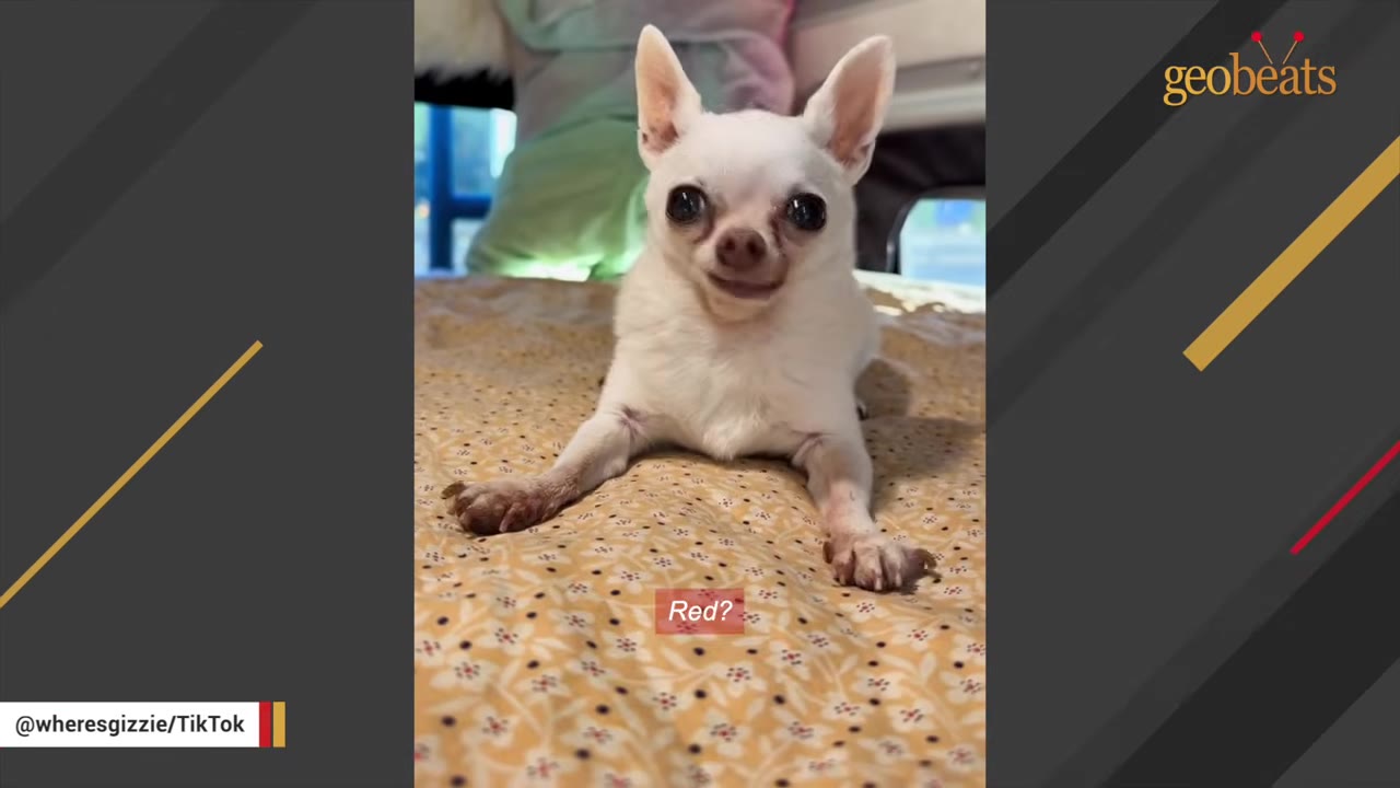 A small white chihuahua with large dark eyes lies on a floral patterned blanket, looking directly forward with an alert expression.