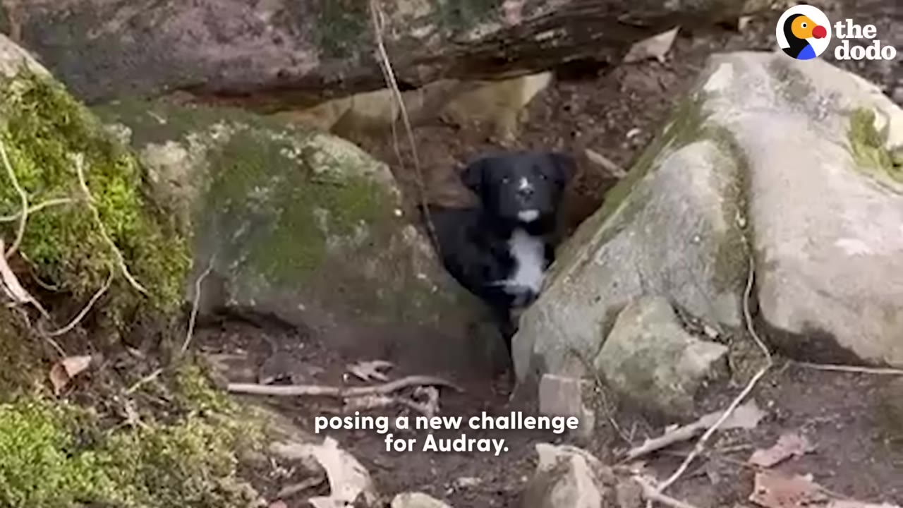 A small black and white puppy peeks out from a narrow opening between large mossy rocks.
