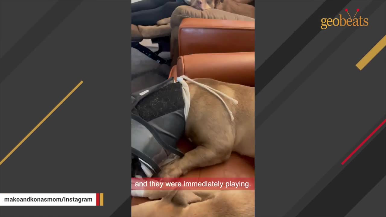 Two dogs lying close together on a brown leather couch, with one dog wearing a protective medical collar.