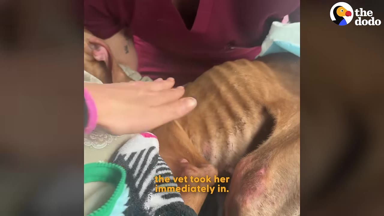 A veterinary professional in maroon scrubs gently examines a very thin, emaciated brown dog lying down, with a hand resting on the dog's side.